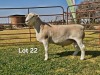 WITHDRAWN - 1 X WIT DORPER RAM LUKAS BURGER WIT DORPERS - 2