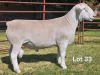1 X WIT DORPER T3 RAM LUKAS BURGER WIT DORPERS - 2