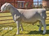 1 X WIT DORPER T5 RAM LUKAS BURGER WIT DORPERS - 2