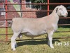 WITHDRAWN - 1 X WIT DORPER RAM LUKAS BURGER WIT DORPERS - 2