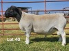 1 X DORPER T4 RAM LUKAS BURGER DORPERS - 2