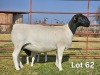 1+1 X DORPER T3 EWE LUKAS BURGER DORPERS - 2