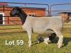 1+1 X DORPER T3 EWE LUKAS BURGER DORPERS - 2