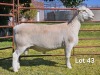 1 X WIT DORPER T4 RAM LUKAS BURGER WIT DORPERS - 2