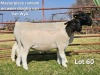 1+1 X DORPER T5 PREGNANT EWE LUKAS BURGER DORPERS - 2