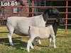1+1 X DORPER T4 EWE LUKAS BURGER DORPERS - 2