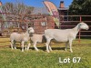 1+2 X WIT DORPER T5 PREGNANT EWE LUKAS BURGER WIT DORPERS - 2