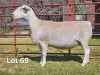 1 X WIT DORPER T5 PREGNANT EWE LUKAS BURGER WIT DORPERS - 2