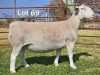 1 X WIT DORPER T5 PREGNANT EWE LUKAS BURGER WIT DORPERS - 2