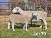 1+1 X WIT DORPER T5 EWE LUKAS BURGER WIT DORPERS - 2