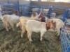 LOT 18 6X OOI/EWE BOERBOK Rhenosterhoek, Kobus van der Walt - 082926 0929 (Per stuk om lot te neem/Per Piece to take the lot) - 2