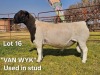 1 X DORPER T5 RAM LUKAS BURGER DORPERS - 2