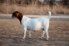 1 X BOER GOAT STUD PREGNANT DOE Brent-Meek Boer Goat Stud - 2