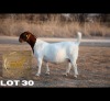1 X BOER GOAT STUD PREGNANT DOE Brent-Meek Boer Goat Stud