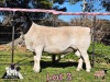 1 X DORPER T4 RAM PINK SHEEP DORPERS - 2