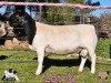 1 X DORPER T5 RAM PINK SHEEP DORPERS - 2