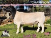 1 X DORPER T5 RAM PINK SHEEP DORPERS - 2