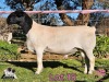 1 X DORPER T4 RAM PINK SHEEP DORPERS - 2