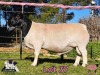 WITHDRAWN - 1 X DORPER RAM PINK SHEEP DORPERS - 2