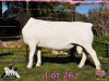 1 X DORPER T4 RAM PINK SHEEP DORPERS - 2