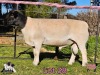 1 X DORPER T3 RAM PINK SHEEP DORPERS - 2