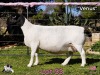 1+1 X DORPER T4 EWE PINK SHEEP DORPERS - 2