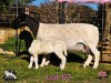 1+1 X DORPER T5 EWE PINK SHEEP DORPERS - 2