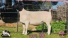 WITHDRAWN - 1 X DORPER EWE PINK SHEEP DORPERS - 2