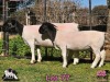 1+1 X DORPER T5 EWE PINK SHEEP DORPERS - 2