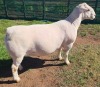 1 X WIT DORPER T5 RAM MICKEY PHILLIPS WIT DORPERS - 2