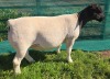 1 X DORPER T5 RAM MICKEY PHILLIPS DORPERS - 2