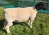 1 X DORPER T5 RAM MICKEY PHILLIPS DORPERS - 2