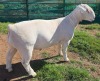 1 X WIT DORPER T5 RAM MICKEY PHILLIPS WIT DORPERS - 2