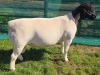 1 X DORPER T5 RAM MICKEY PHILLIPS DORPERS - 2