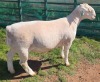 1 X WIT DORPER T5 RAM MICKEY PHILLIPS WIT DORPERS - 2