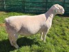 1 X WIT DORPER T5 RAM MICKEY PHILLIPS WIT DORPERS - 3