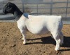 1 X DORPER T5 RAM MICKEY PHILLIPS DORPERS - 2