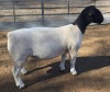 1 X DORPER T5 RAM MICKEY PHILLIPS DORPERS - 3