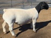 1 X DORPER T5 RAM MICKEY PHILLIPS DORPERS - 2
