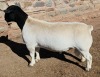 1 X DORPER T5 RAM MICKEY PHILLIPS DORPERS - 2
