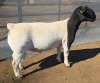 1 X DORPER T5 RAM MICKEY PHILLIPS DORPERS - 2