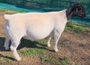 1 X DORPER T4 RAM MICKEY PHILLIPS DORPERS - 2