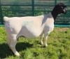 1+1 X DORPER T5 EWE MICKEY PHILLIPS DORPERS - 2