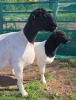1+1 X DORPER T5 EWE MICKEY PHILLIPS DORPERS - 3