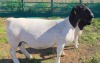1+1 X DORPER T5 EWE MICKEY PHILLIPS DORPERS - 2