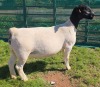 1+1 X DORPER T5 EWE MICKEY PHILLIPS DORPERS - 3