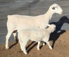 1+1 X WIT DORPER T5 EWE MICKEY PHILLIPS WIT DORPERS - 2