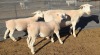 1+2 X WIT DORPER T4 PREGNANT EWE MICKEY PHILLIPS WIT DORPERS - 2