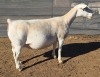 1+1 X WIT DORPER T5 EWE MICKEY PHILLIPS WIT DORPERS - 2