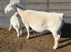 1+1 X WIT DORPER T5 EWE MICKEY PHILLIPS WIT DORPERS - 3